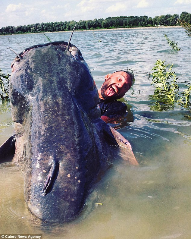 重量120キロ！　イタリアのポー川で巨大な化物ナマズが釣り上がる！！