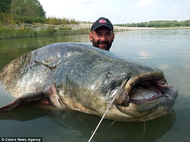 重量120キロ！　イタリアのポー川で巨大な化物ナマズが釣り上がる！！