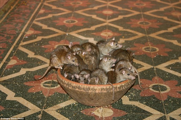 2万匹のネズミを神聖な存在として崇める　インドのカルニマタ寺院！