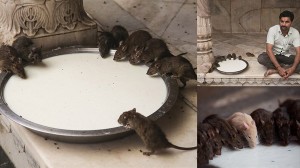 2万匹のネズミを神聖な存在として崇める　インドのカルニマタ寺院！