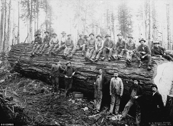 巨木を人力で切り倒す！ 19世紀アメリカの建築基盤を支えた木こりたちの写真