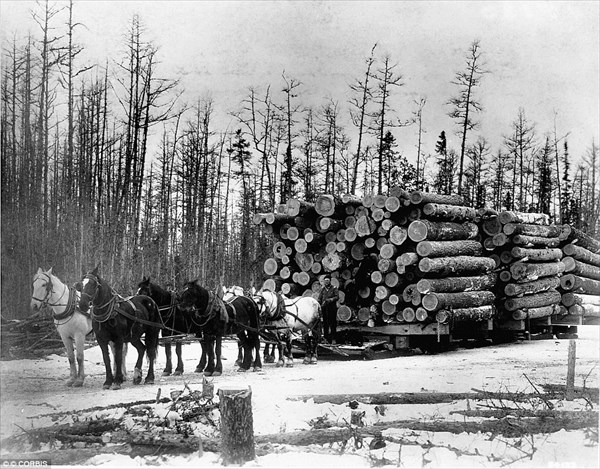 巨木を人力で切り倒す！ 19世紀アメリカの建築基盤を支えた木こりたちの写真