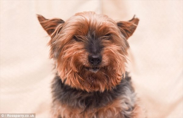 人間に換算すると117歳！　26年間生きているイギリス最古の犬「ジャック」