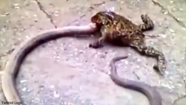 天敵関係逆転！　ヘビを食べるオオヒキガエルが目撃される！