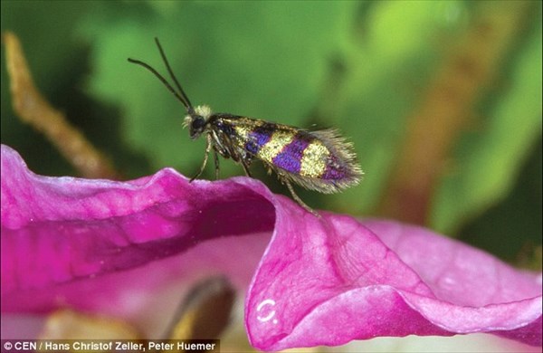 金と紫のボーダー柄！　イタリアの高地で新種の蛾を発見！