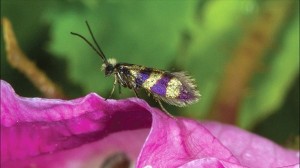 金と紫のボーダー柄！　イタリアの高地で新種の蛾を発見！