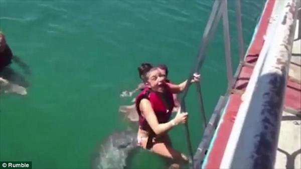 イルカが女の子にセクハラ！　鼻先で執拗につつく！