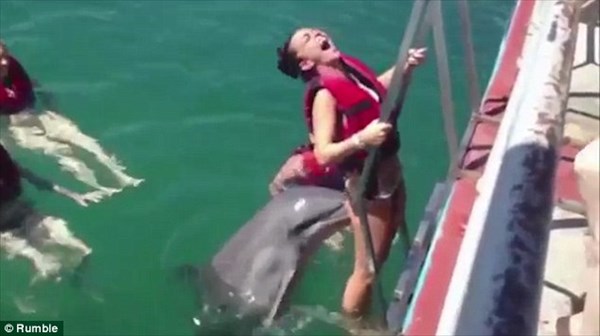 イルカが女の子にセクハラ！　鼻先で執拗につつく！