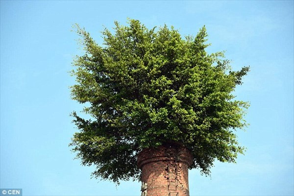 高さ30mの煙突から木が生えた！　煙突の帽子と呼ばれる中国のガジュマルの木