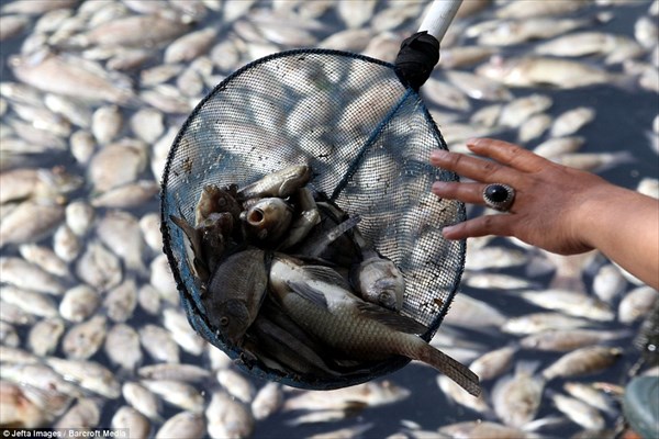 インドネシアのジャカルタで魚が大量死　原因は特定できていない