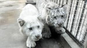 中国でホワイトタイガーの赤ちゃん誕生　うち一匹は縞模様も無い真っ白なトラ！