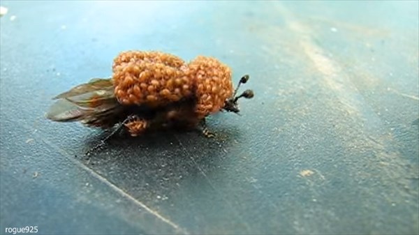 女王蜂VSダニ　蜂の体を覆う無数のダニ！蜂が必死に抵抗するも絶対に離れない