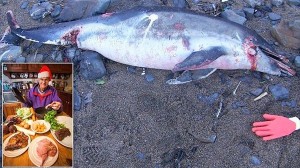 何でも食べちゃうアーサーさん　海岸で死んでいたイルカをクリスマスディナーに