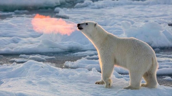 地球温暖化が急激な進化をさせた!?　ホッキョクグマ、火を噴く！