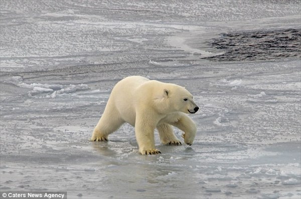 「流氷うっす！」　薄い氷の上を、体重を分散して慎重に進むホッキョクグマ！