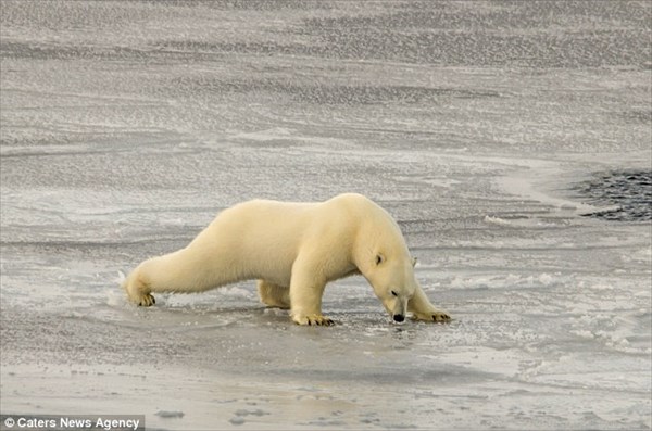 「流氷うっす！」　薄い氷の上を、体重を分散して慎重に進むホッキョクグマ！
