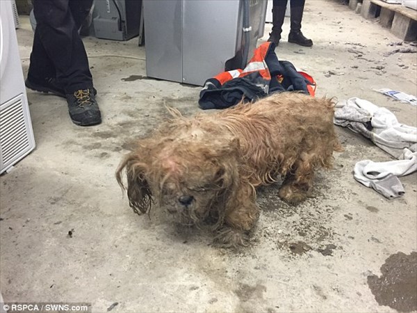 クリスマスイブに救助された犬のプリン　伸びきった毛を刈られ現在回復中！