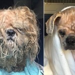 クリスマスイブに救助された犬のプリン　伸びきった毛を刈られ現在回復中！