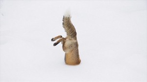 雪にダイブするキツネ！　見事雪の下に隠れていたネズミをGETする！