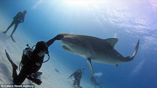 サメも芸を覚える！　体重1トンの巨大なイタチザメを手なずけた男