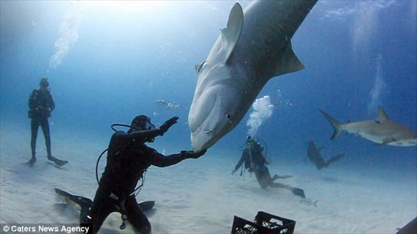 サメも芸を覚える！　体重1トンの巨大なイタチザメを手なずけた男