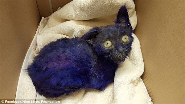 紫色に染められ、おもちゃとして扱われた子猫　保護センターに救助