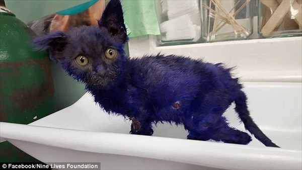 紫色に染められ、おもちゃとして扱われた子猫　保護センターに救助