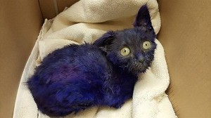 紫色に染められ、おもちゃとして扱われた子猫　保護センターが救助