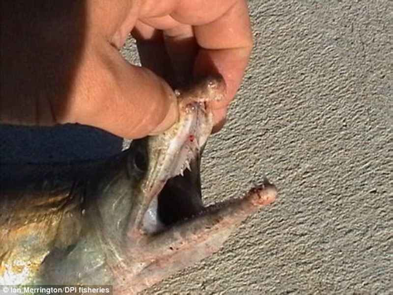 【魚？ワニ？】オーストラリアの湖で発見された謎の生物！　その正体はスズハモか？