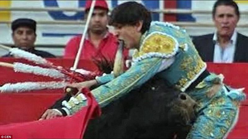 【逆襲の猛牛】　19歳の闘牛士のお尻に、牛の角がえげつない深さで突き刺さる