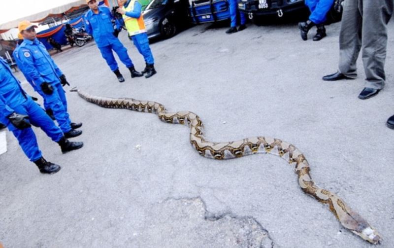 世界最長か？　マレーシアの島で長さ約8メートルの巨大ニシキヘビが見つかる！