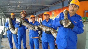 世界最長か？　マレーシアの島で長さ約8メートルの巨大ニシキヘビが見つかる！