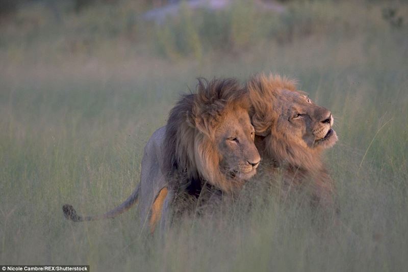 百獣の王がボーイズラブ？　ボツワナでオス同士で交尾するライオンが撮影される