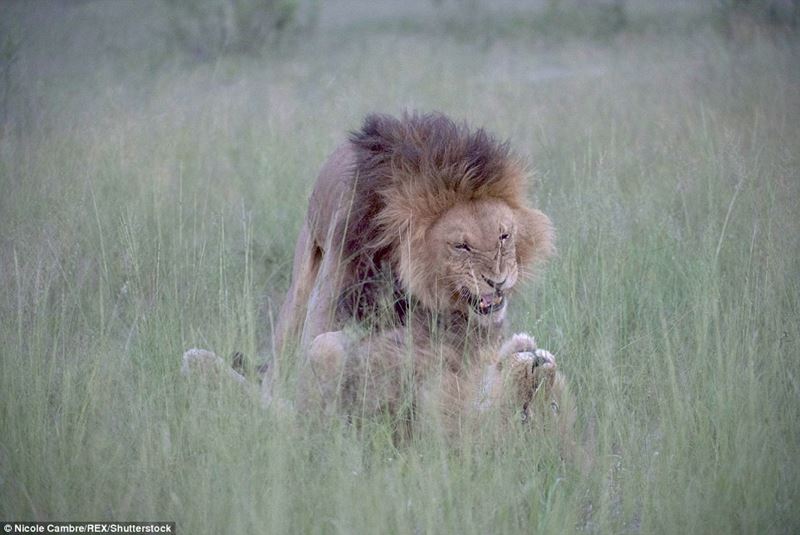 百獣の王がボーイズラブ？　ボツワナでオス同士で交尾するライオンが撮影される