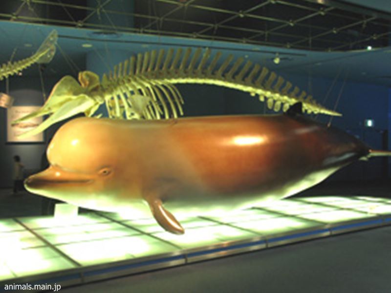 キタトックリクジラの模型