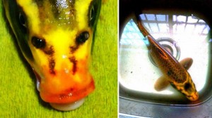 中国で世にも奇妙な人面魚が捕獲される！