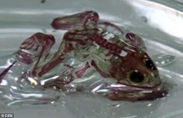 環境汚染が原因か？　体が完全に透明な奇形ガエル、ロシアで60匹も捕獲される