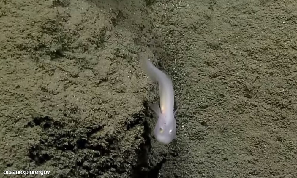 生きた姿は世界初！水深2400ｍの深海で幽霊のようなソコオクメウオ科の魚発見