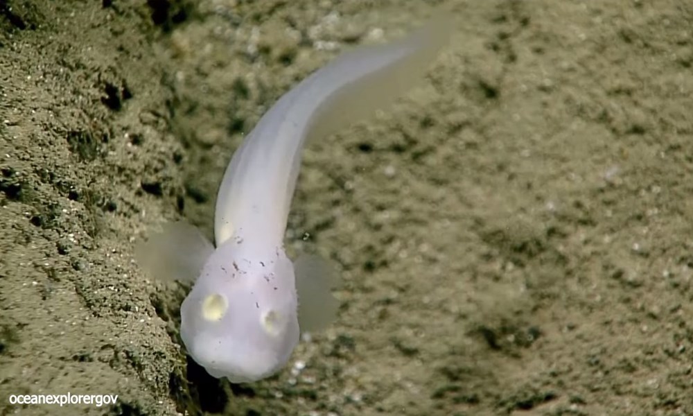 生きた姿は世界初！水深2400ｍの深海で幽霊のようなソコオクメウオ科の魚発見