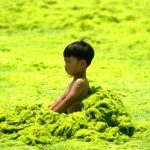 海の日！でも中国のビーチは今年も藻が大量発生！子どもたちも呆然