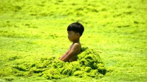 海の日！でも中国のビーチは今年も藻が大量発生！子どもたちも呆然