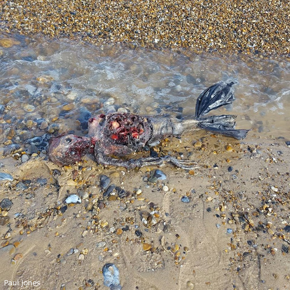 3日で再生回数59万！ イギリスの海岸で人魚の死骸見つかる！今度こそ本物？