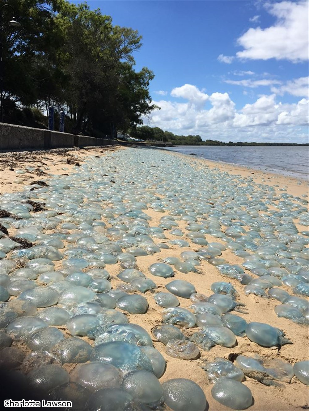 オーストラリアのビーチにクラゲ（ブルージェリーフィッシュ）が大量上陸