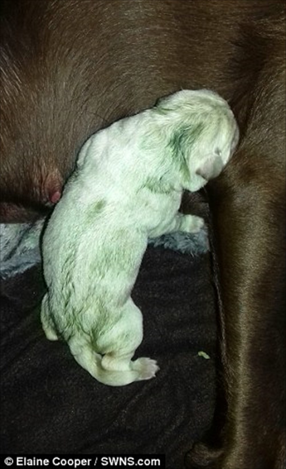胎盤から分泌された物質が原因　ラブラドールレトリーバーから緑色の子犬が誕生