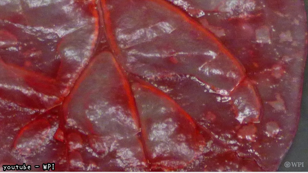 科学者、ほうれん草の葉っぱを人間の心臓組織に作り変えることに成功