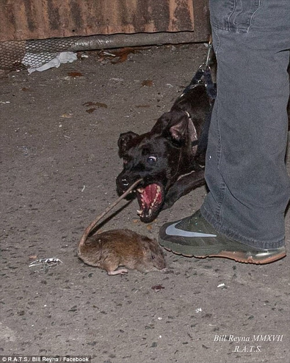 猫の出番はないぜ！ NYのネズミ駆除のために出動するハンター犬集団