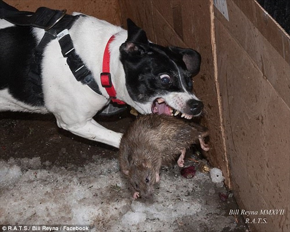 猫の出番はないぜ！ NYのネズミ駆除のために出動するハンター犬集団