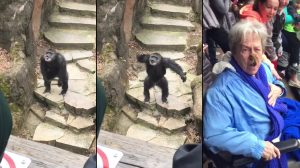 ご機嫌斜めな動物園のチンパンジー、ウンチをおばあちゃんの顔面に投げつける