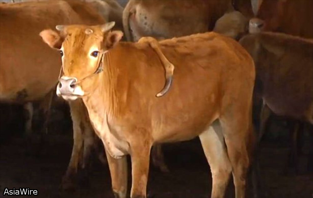 【母体内での結合による奇形か】中国の農場で5本目の脚をもった牛が生まれる