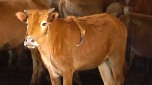 【母体内での結合による奇形か】中国の農場で5本目の脚をもった牛が生まれる